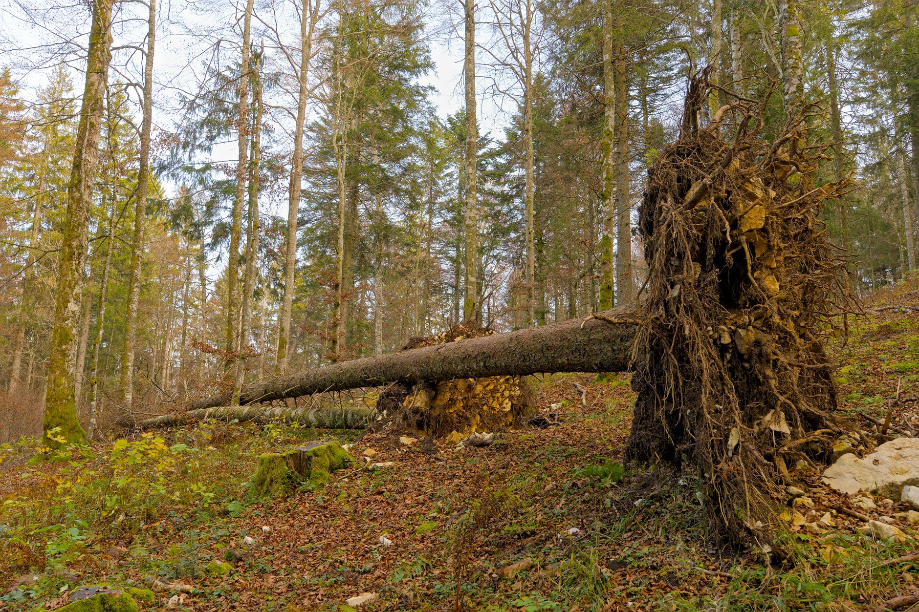 Enlèvement Arbre Urgence équipe à Gif-sur-Yvette